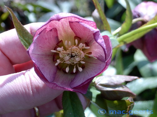 helleborus hybr